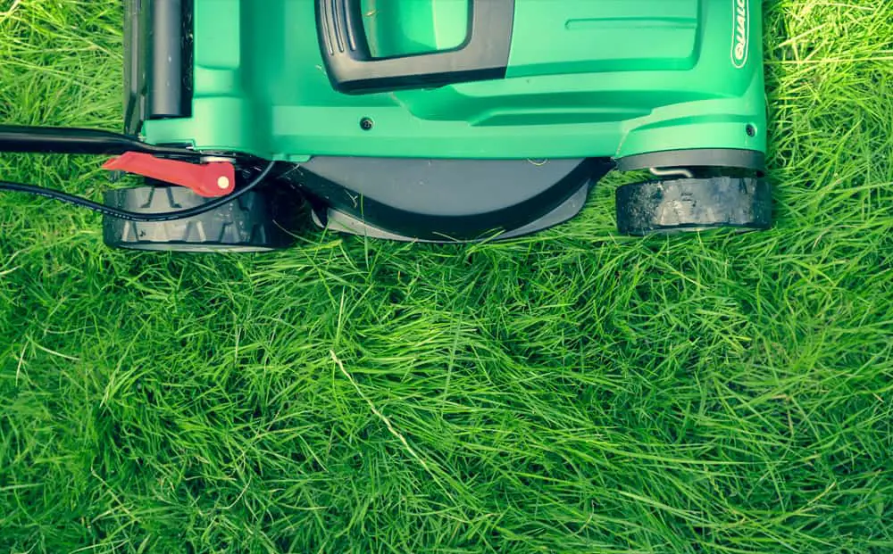 Wanneer en vaak moet je gras maaien? - In mijn tuin