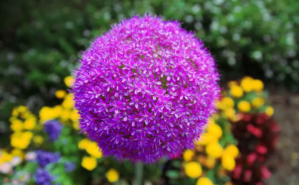 tuinplanten paarse bloemen? Onze 9 favoriete - mijn tuin