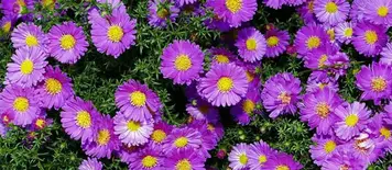 Welke Tuinplanten Zijn Niet Giftig Voor Katten? - In Mijn Tuin