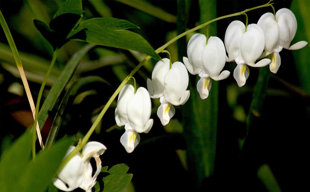 rekenmachine Kansen Belonend Tuinplanten met witte bloemen, dit zijn onze 9 favoriete - In mijn tuin