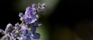 Welke Tuinplanten Zijn Niet Giftig Voor Katten? - In Mijn Tuin