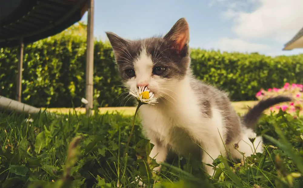 Welke tuinplanten zijn niet giftig voor katten? - In mijn