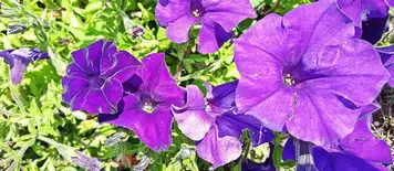 Welke Tuinplanten Zijn Niet Giftig Voor Katten? - In Mijn Tuin